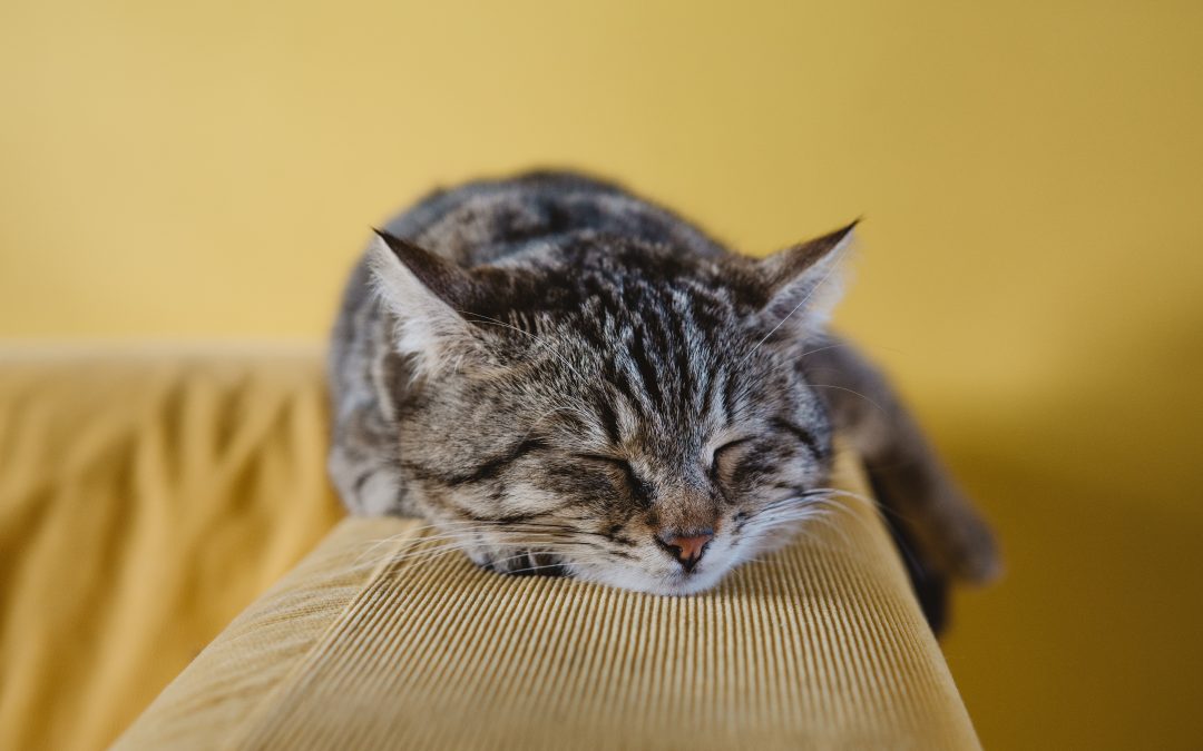 Como remover cheiro de urina de gato do sofá? - Geral Clean